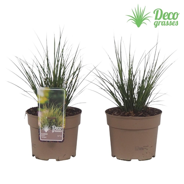 Image de Carex brunnea 'Variegata' - pot 19 cm