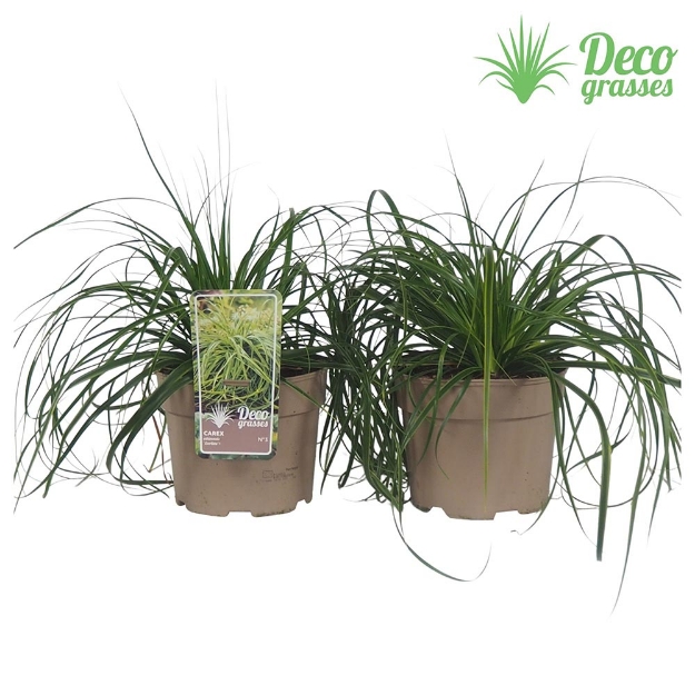 Image de Carex oshimensis 'Everlime'® - pot 19 cm