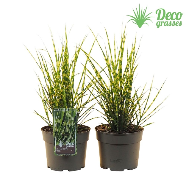 Image de Miscanthus sinensis 'Gold Bar' - pot 19 cm