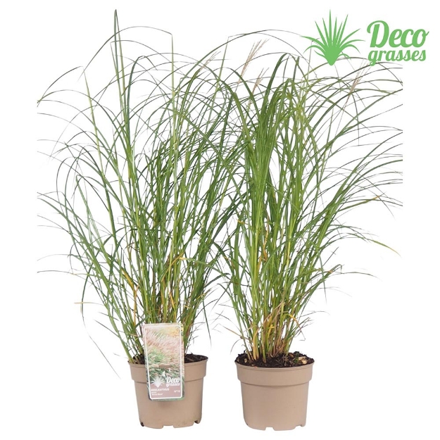 Image de Miscanthus sin. 'Herman Müssel' - pot 19 cm