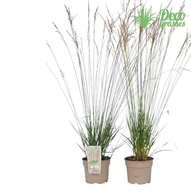 Image de Molinia caerulea 'Moorflamme' - pot 19 cm