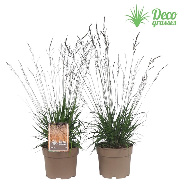 Image de Molinia caerulea 'Poul Petersen' - pot 19 cm