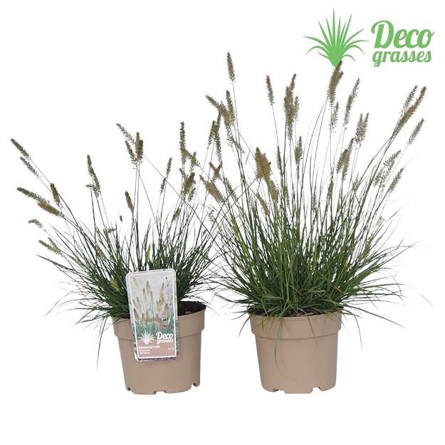 Image de Pennisetum alopecuroides 'Little Bunny' - pot 19 cm