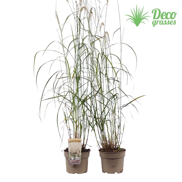 Image de Pennisetum orientale - pot 19 cm