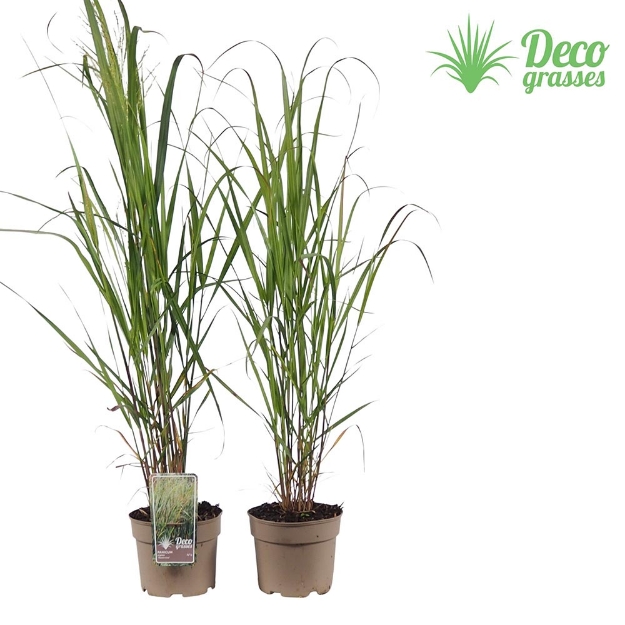 Image de Panicum virgatum 'Thundercloud' - pot 19 cm