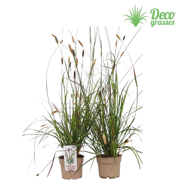Image de Pennisetum massaicum 'Red Bunny Tails' - pot 19 cm