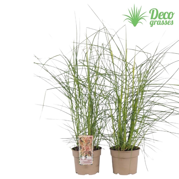 Image de Miscanthus sinensis 'Pink Cloud'® - pot 19 cm