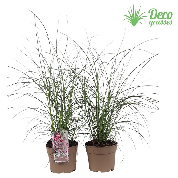 Image de Miscanthus sinensis 'Silver Cloud'® - pot 19 cm