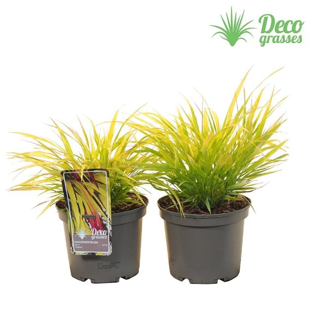 Image de Hakonechloa macra 'Sunflare'® - pot 19 cm