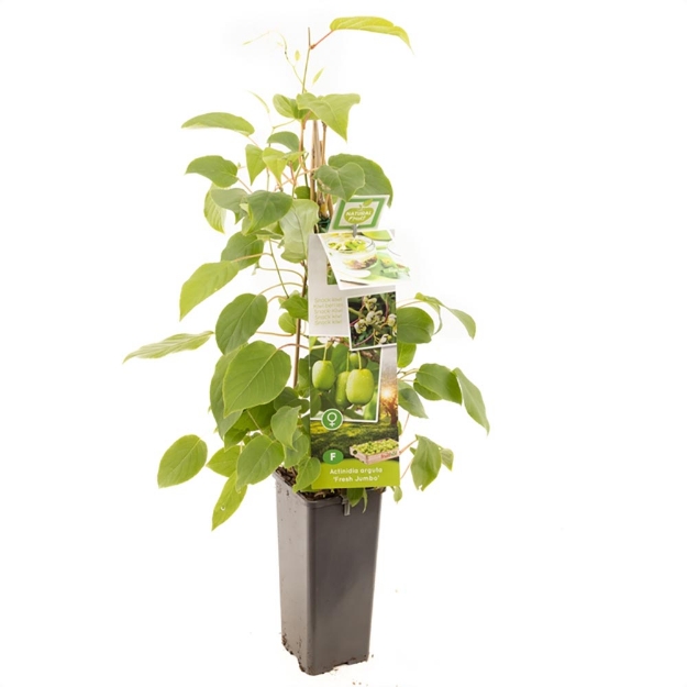 Image de Actinidia arguta Fresh Jumbo