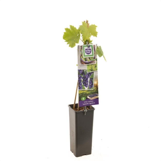 Image de Vitis vinifera Isabella (geënt)
