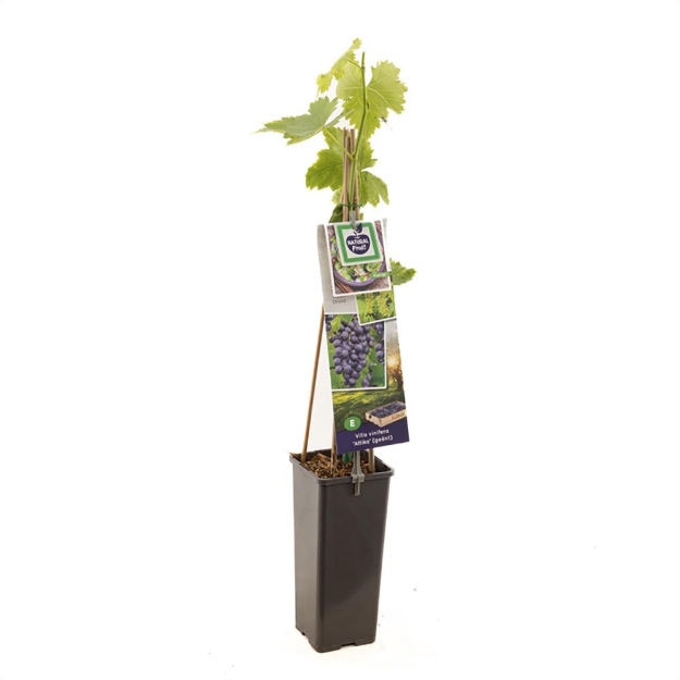 Image de Vitis vinifera Attika (geënt)