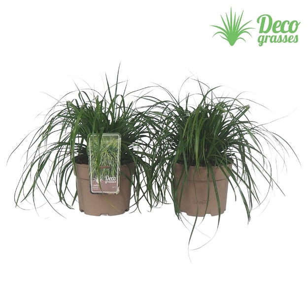 Image de Carex oshimensis 'Evergreen' - pot 19 cm