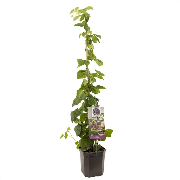 Image de Rubus Loganbes - pot 24 cm