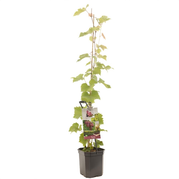 Image de Vitis vinifera Katharina - pot 24 cm