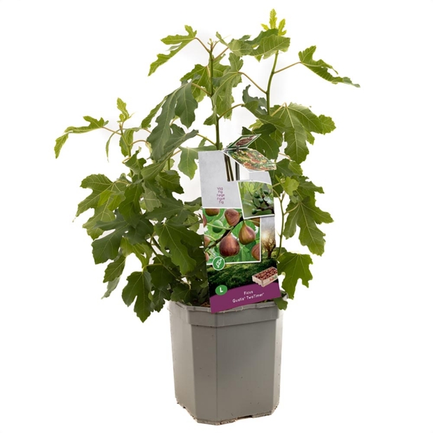 Image de Ficus carica Gustis® TwoTimer®