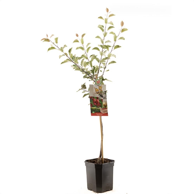 Image de Malus dom. Sweet Love bas tige