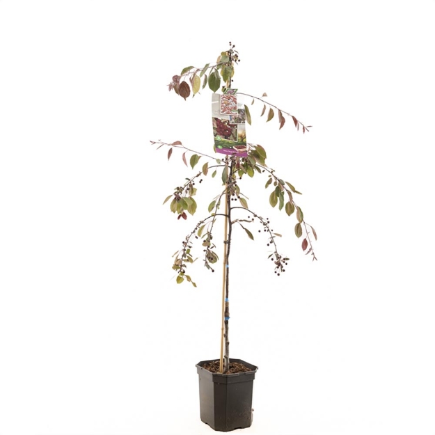 Image de Malus Royal Beauty