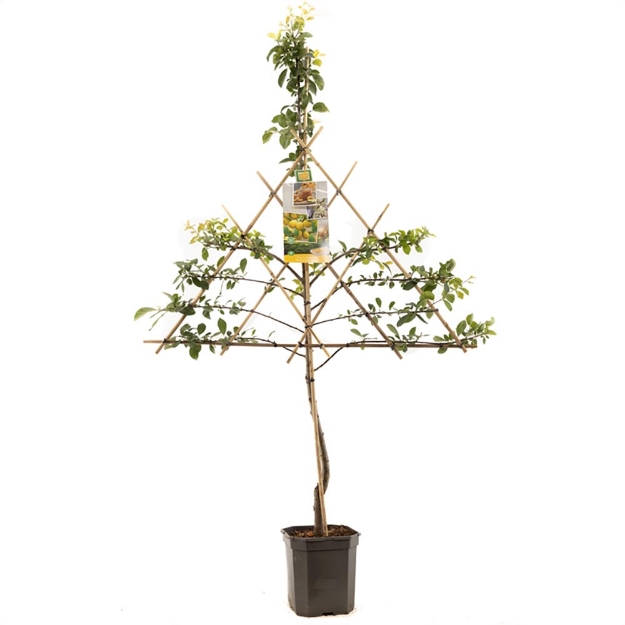 Image de Prunus dom. Mirab. de Nancy esp.