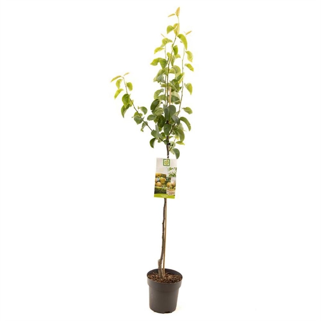 Image de Pyrus pyrifolia Chojuro demi tige