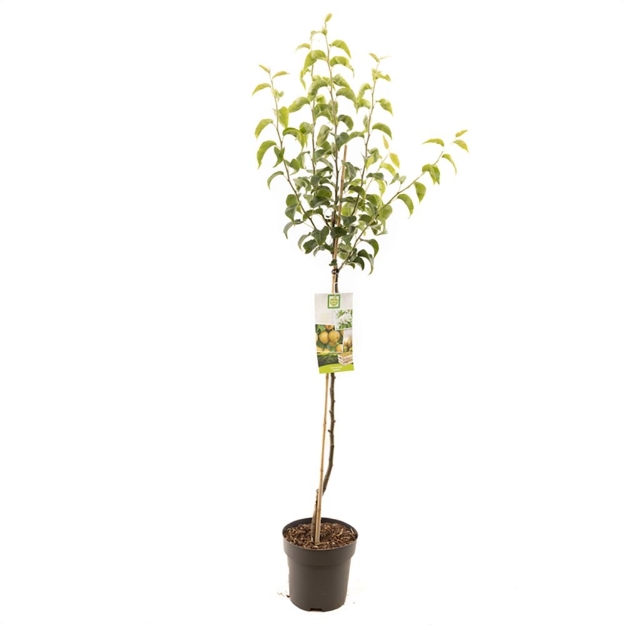 Image de Pyrus pyrifolia Nijisseiki demi tige