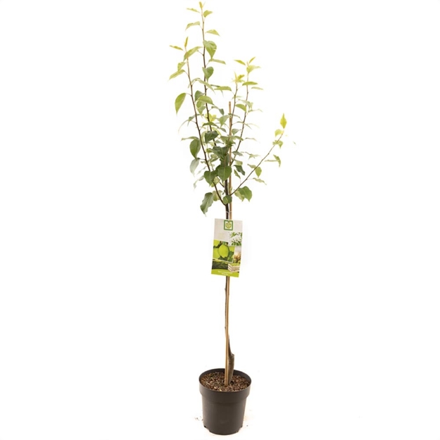 Image de Pyrus x bret. Early Shu demi tige
