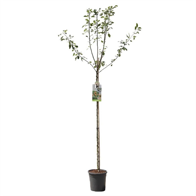 Image de Malus dom. Cox's Orange P. haut tige