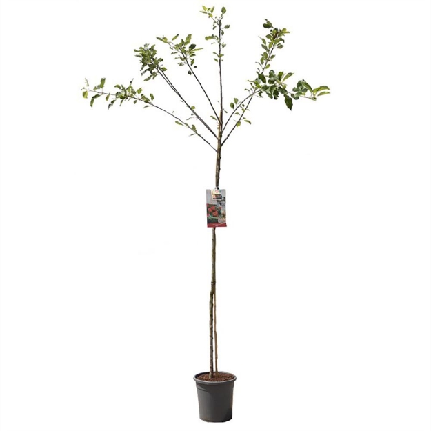 Image de Malus dom. Elstar haut tige