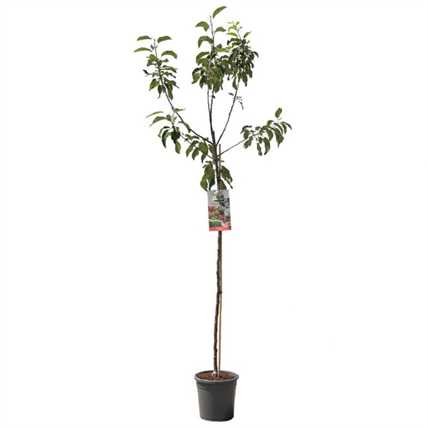 Image de Malus dom. Gloster haut tige