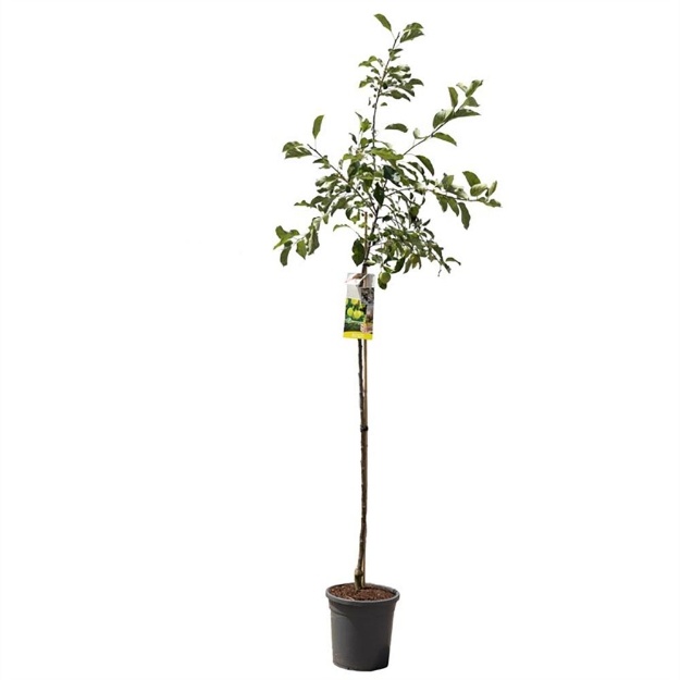 Image de Malus dom. Golden Delicious haut