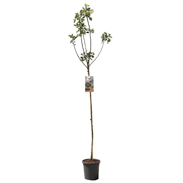 Image de Malus dom. James Grieve haut tige