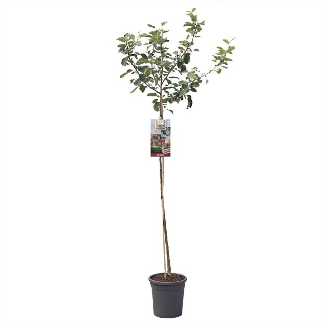 Image de Malus dom. Rouge Boskoop haut tige