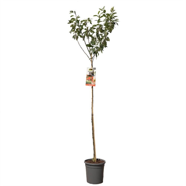 Image de Malus dom. Summerred haut tige