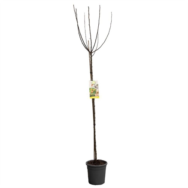 Image de Malus dom. Schone v. Boskoop haut