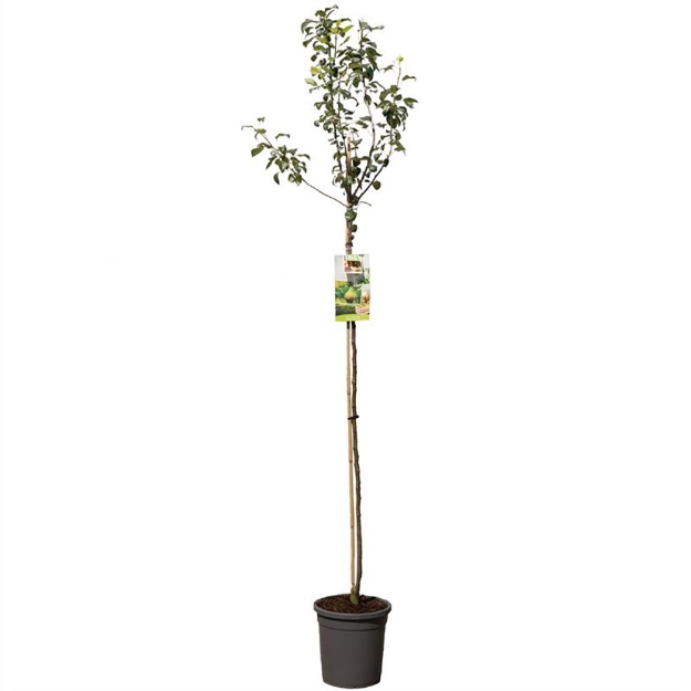 Image de Pyrus comm. Clapp's Favourite haut