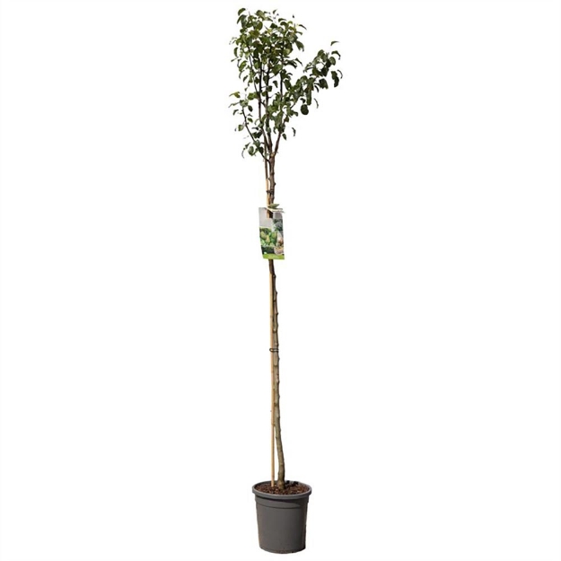 Image de Pyrus comm. Doyenné du Comice haut