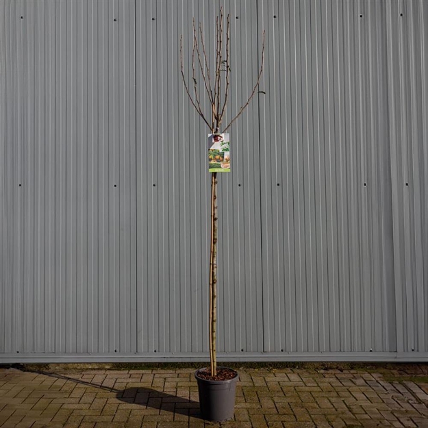 Image de Pyrus comm. Gieser Wildeman haut