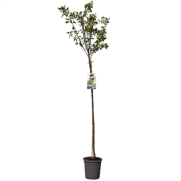 Image de Prunus dom. Bleue de Belgique haut