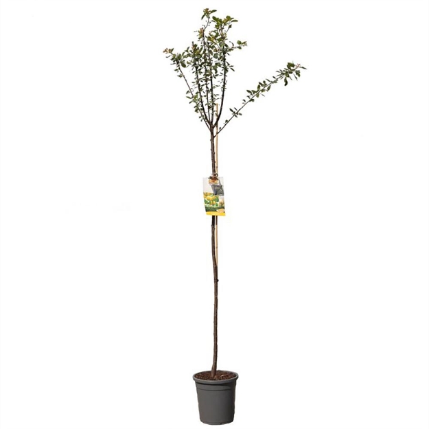 Image de Prunus dom. Mirab. de Nancy haut