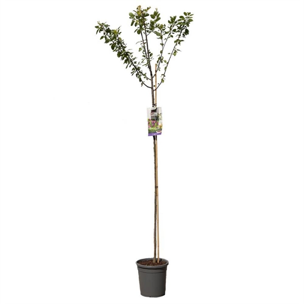 Image de Prunus dom. Opal haut tige