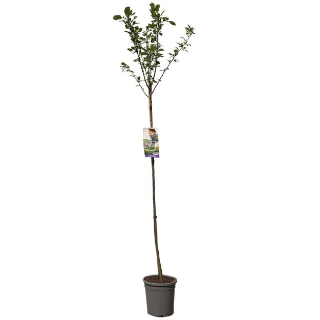 Image de Prunus dom. R-Cl. d'Althan haut tige