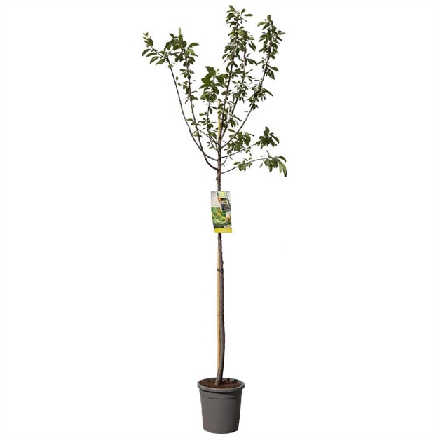 Image de Prunus dom. R-Cl. d'Oullins haut
