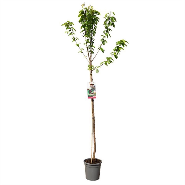 Image de Prunus avium Lapins haut tige