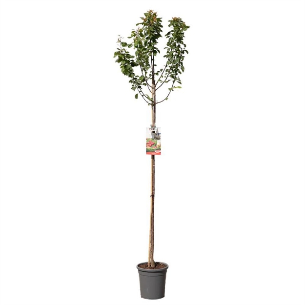 Image de Prunus cerasus Morel haut tige