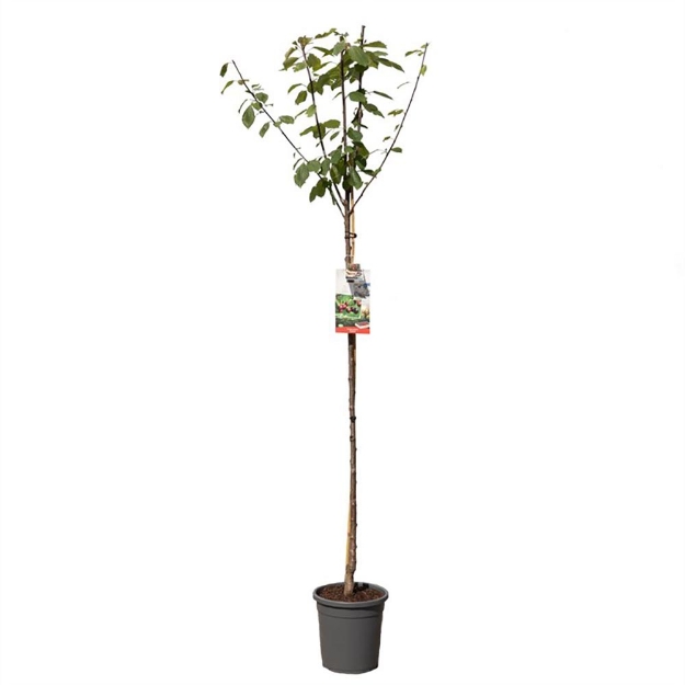 Image de Prunus avium Regina haut tige