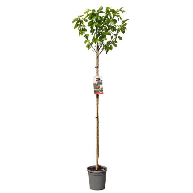 Image de Prunus avium Stella haut tige