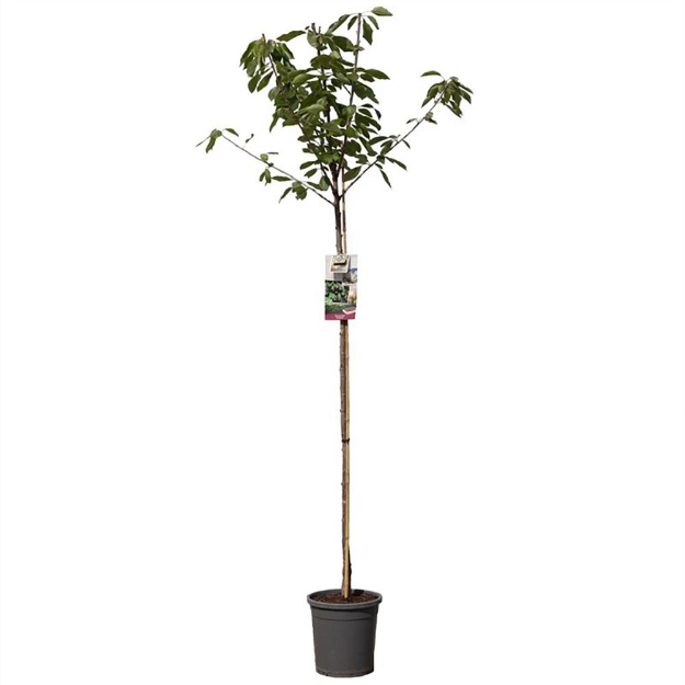 Image de Prunus avium Sunburst haut tige