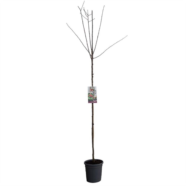 Image de Prunus dom. Victoria haut tige