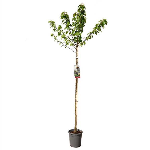 Image de Prunus avium Kordia haut tige