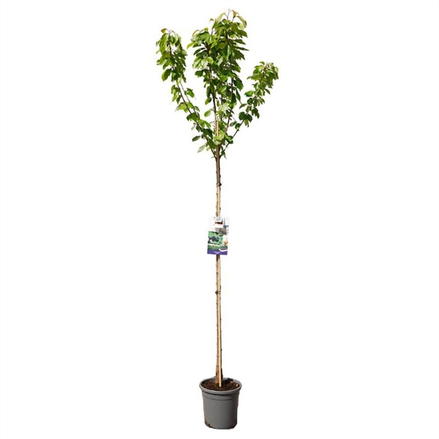 Image de Prunus avium Burlat haut tige